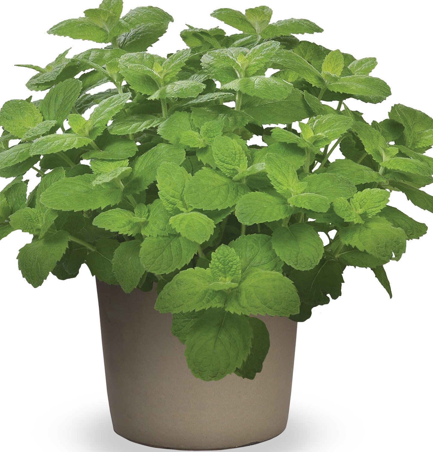 Apfelminze Mentha suaveolens